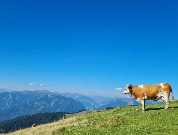 Die Almsaison beginnt!