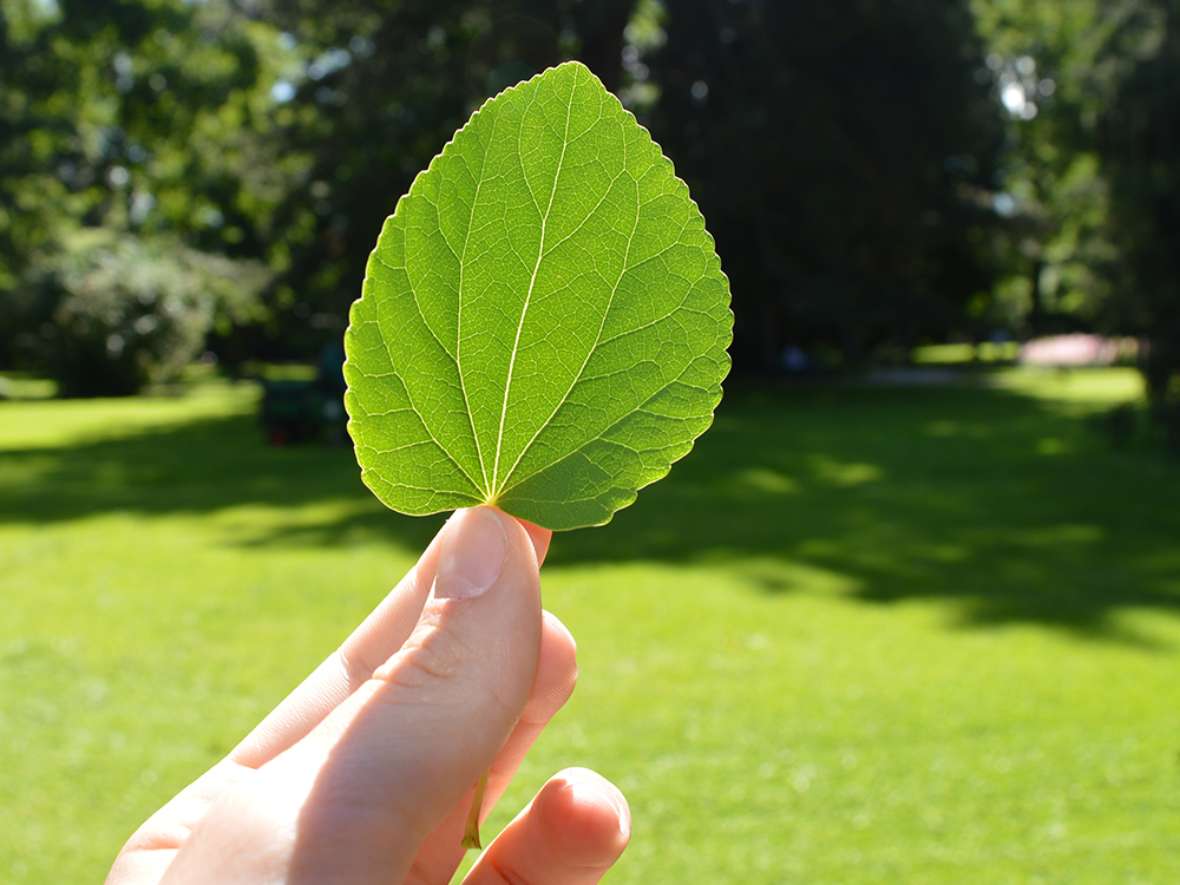 Exkursion in den Hofgarten im Aufbaulehrgang für Landwirtschaft und Ernährung