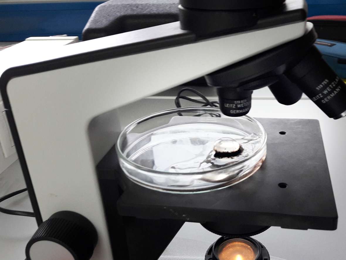 Mikroskopieren im Fach Angewandte Biologie und Ökologie an der HBLFA Tirol