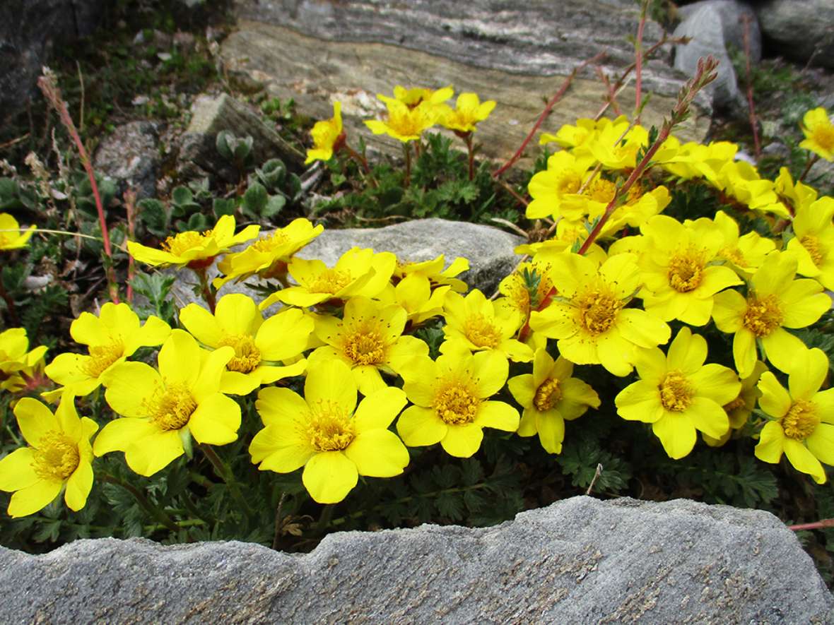 Alpenflora Angewandte Biologie und Ökologie an der HBLFA Tirol