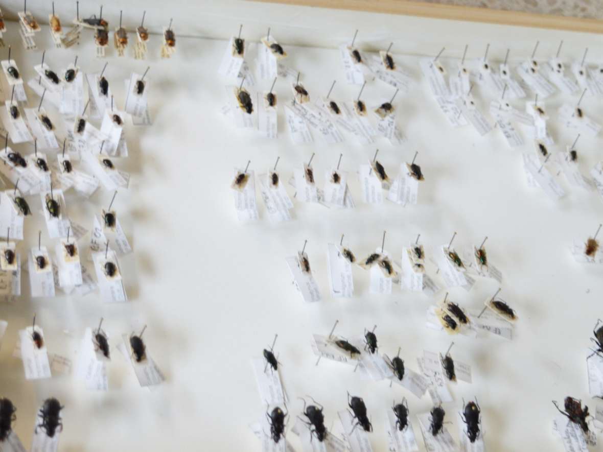 Insektensammlung der Universität Innsbruck - besucht im Fach Angewandte Biologie und Ökologie an der HBLFA Tirol
