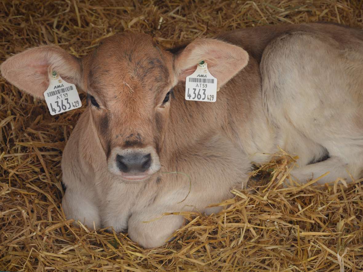 Kalb, Kälberfütterung Grundlagen lernen an der HBLFA Tirol