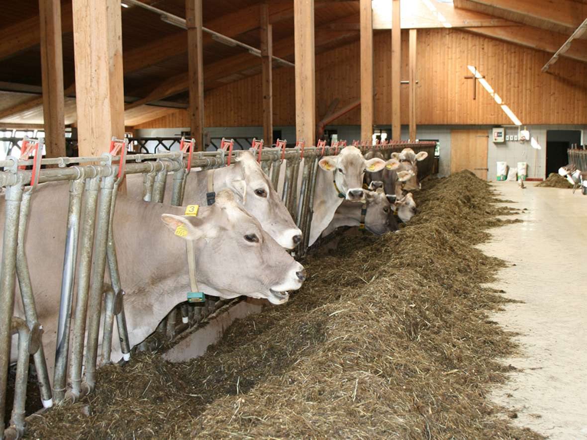 Exkursion zum Betrieb Stoll in Wildermieming Tiroler Braunvieh und Brown Swiss