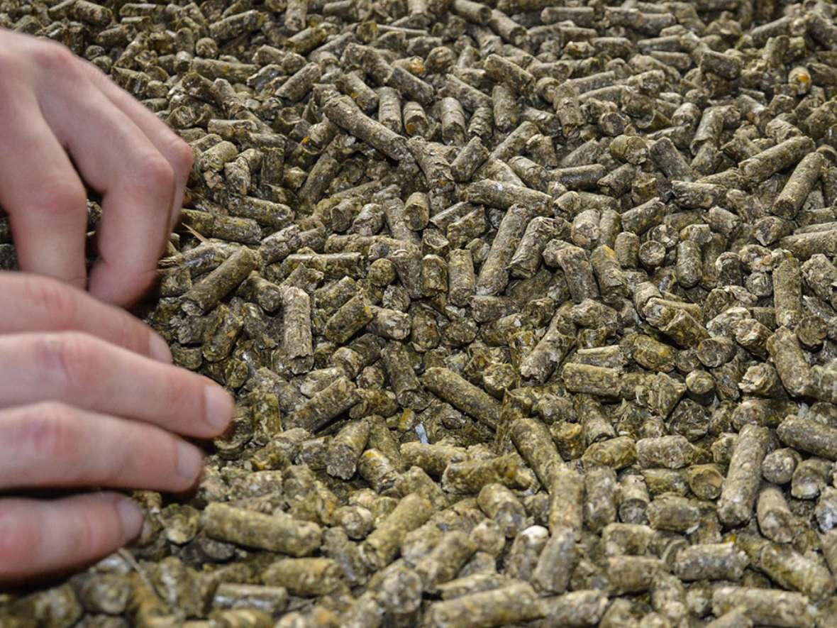 Pellets zur Fütterung der Rinder bei einer Exkursion zum Plantahof (CH)