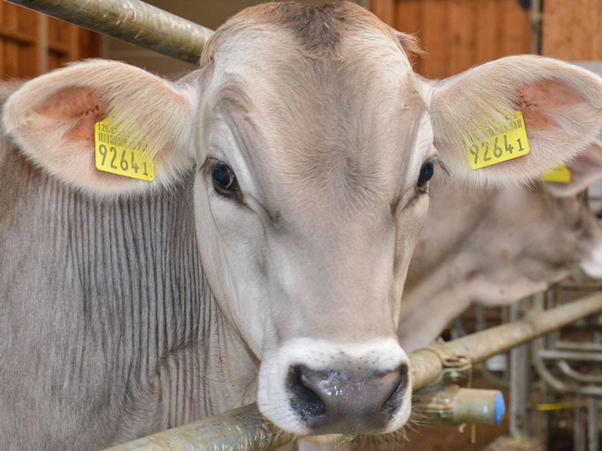 Landwirtschaftliche Produktion an der HBLFA Tirol