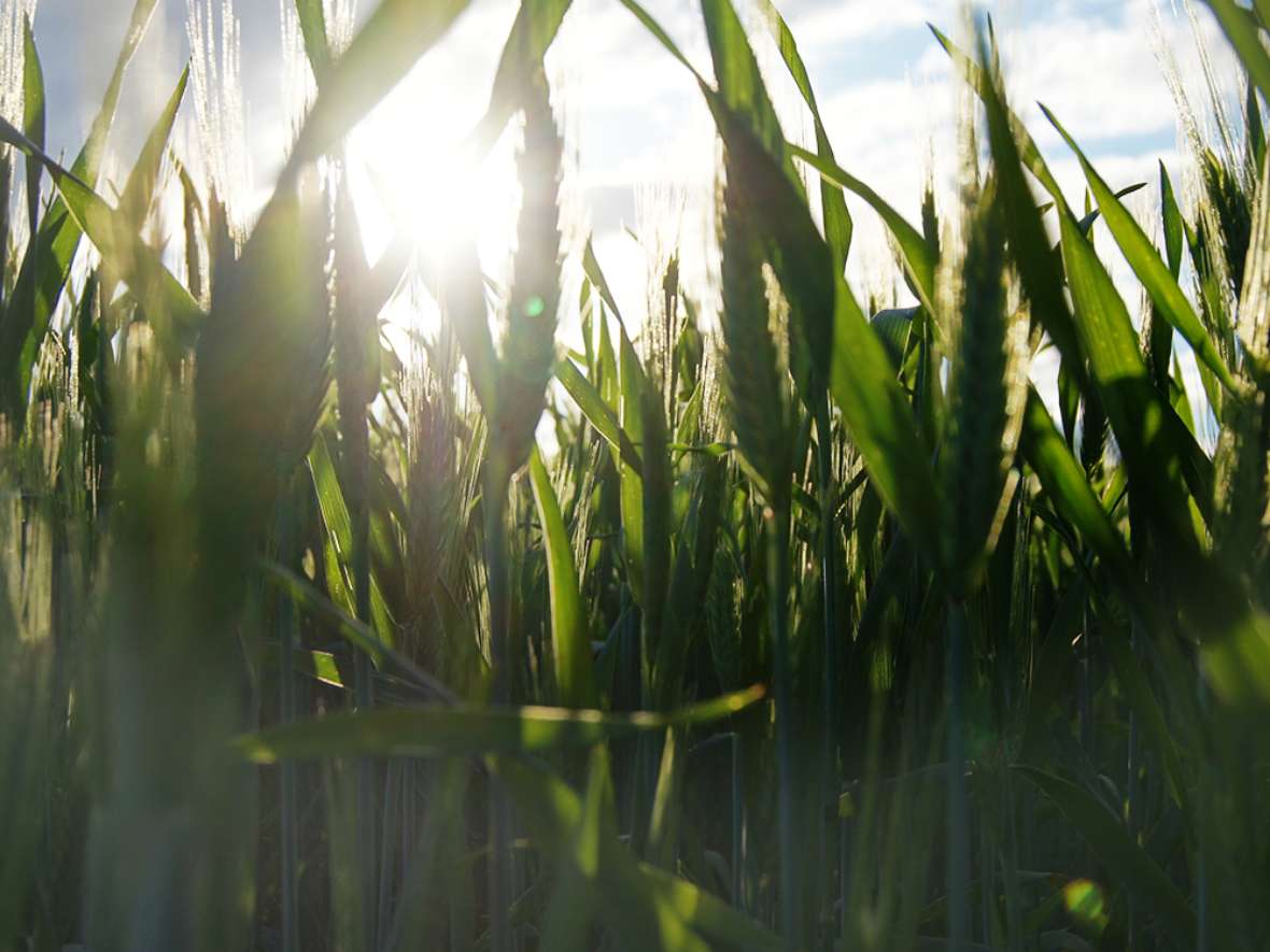 Landwirtschaftliche Produktion an der HBLFA Tirol