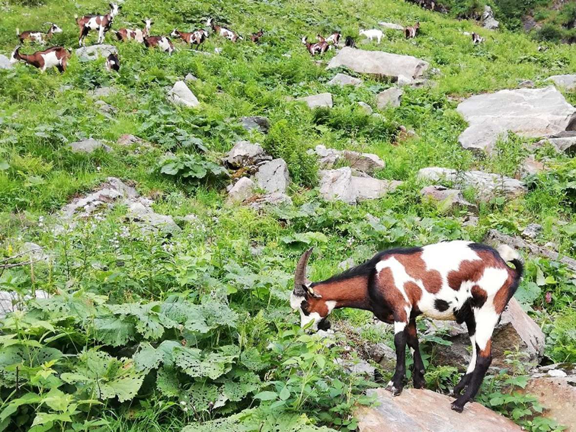 Landwirtschaftliche Produktion an der HBLFA Tirol