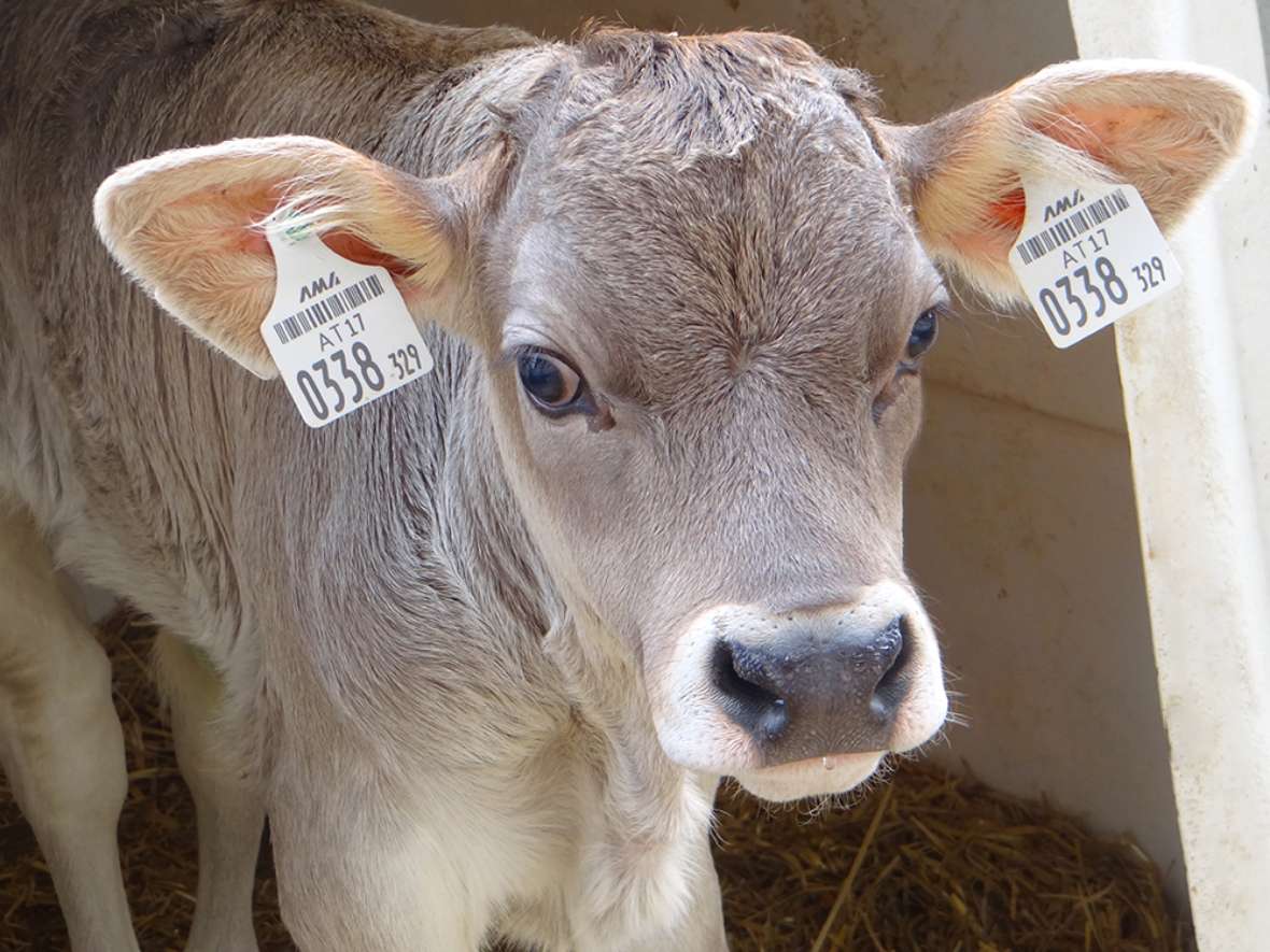 Landwirtschaftliche Produktion an der HBLFA Tirol