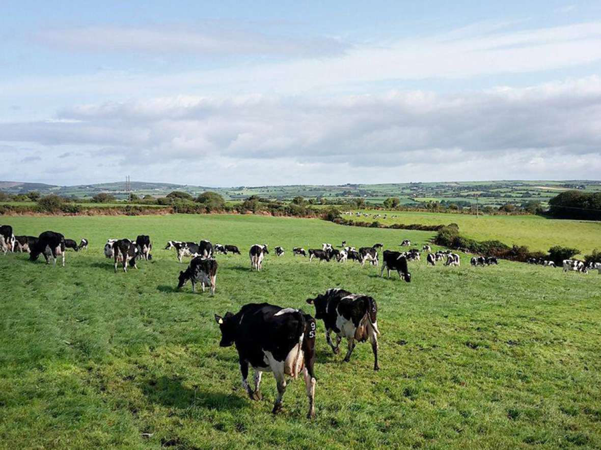 Auslandspraktika in Irland im Rahmen der Ausbildung an der HBLFA Tirol