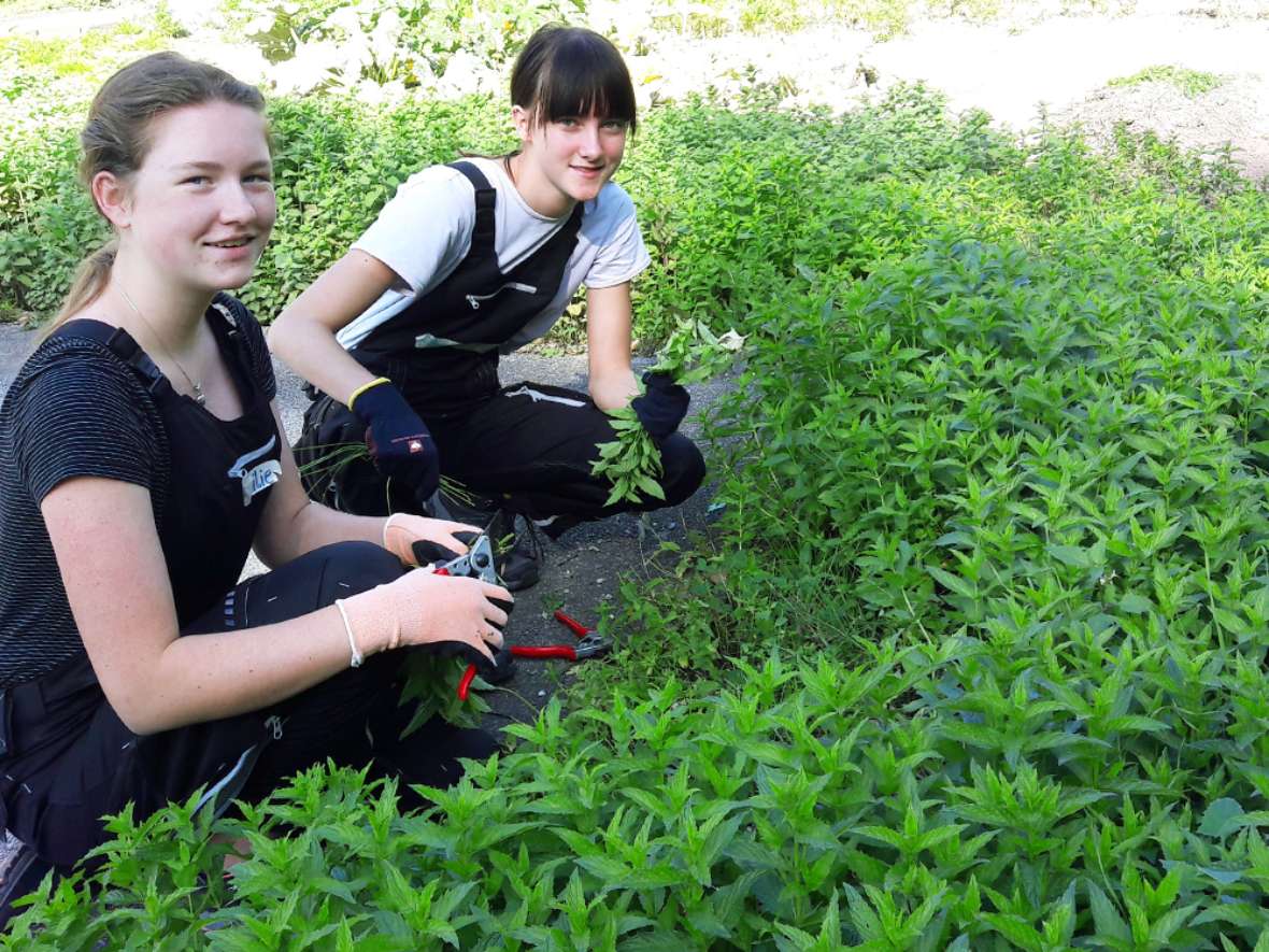 Praktischer Unterricht im Garten der HBLFA Tirol Obstbau Gemüsebau Baumschnitt Hochbeete