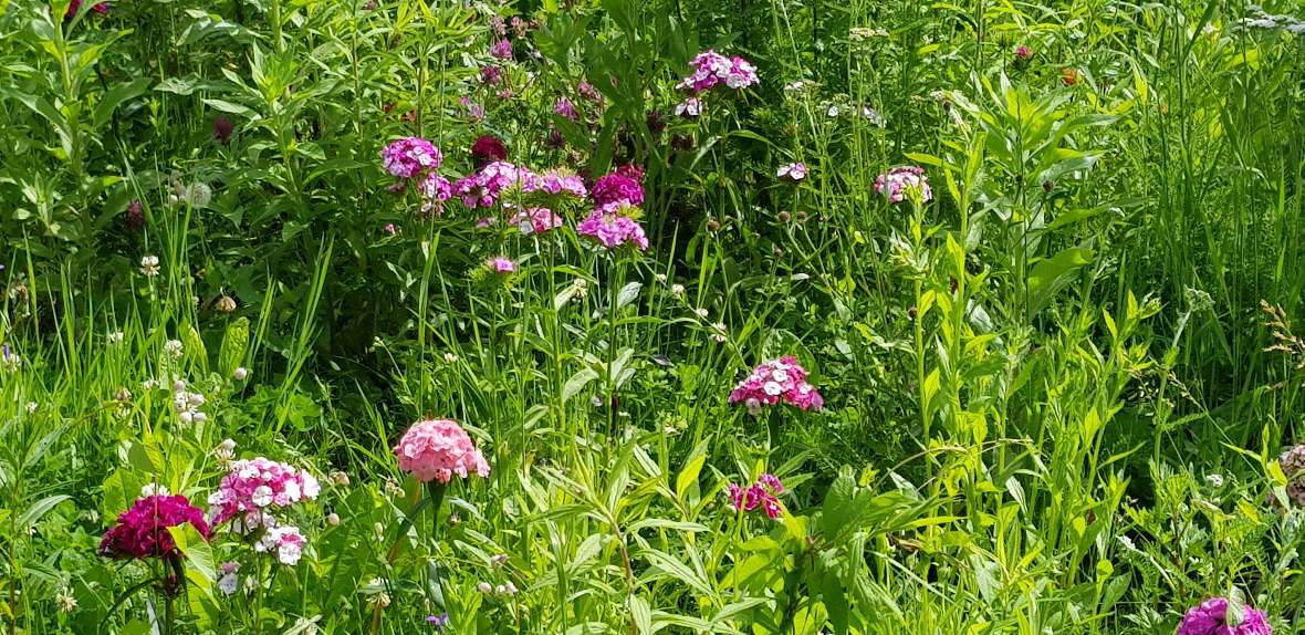 Die ersten Blumen zeigen sich im späten Frühling