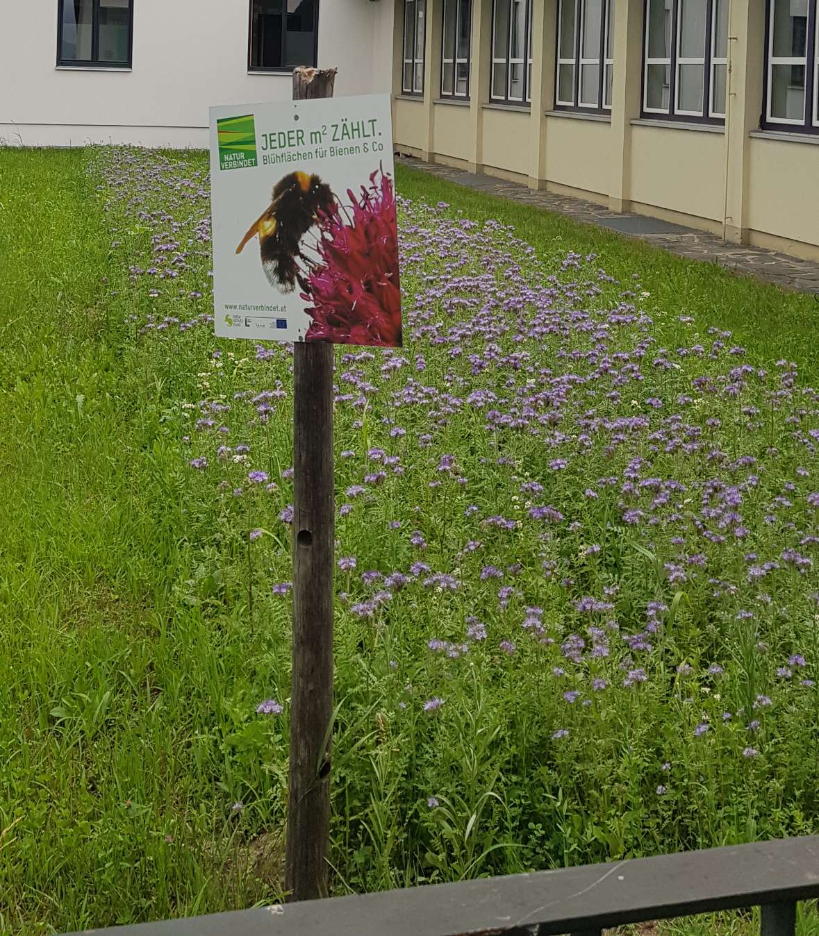 Die ersten Blumen zeigen sich im späten Frühling