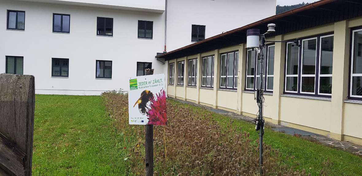 Der Blühstreifen in voller Blüte