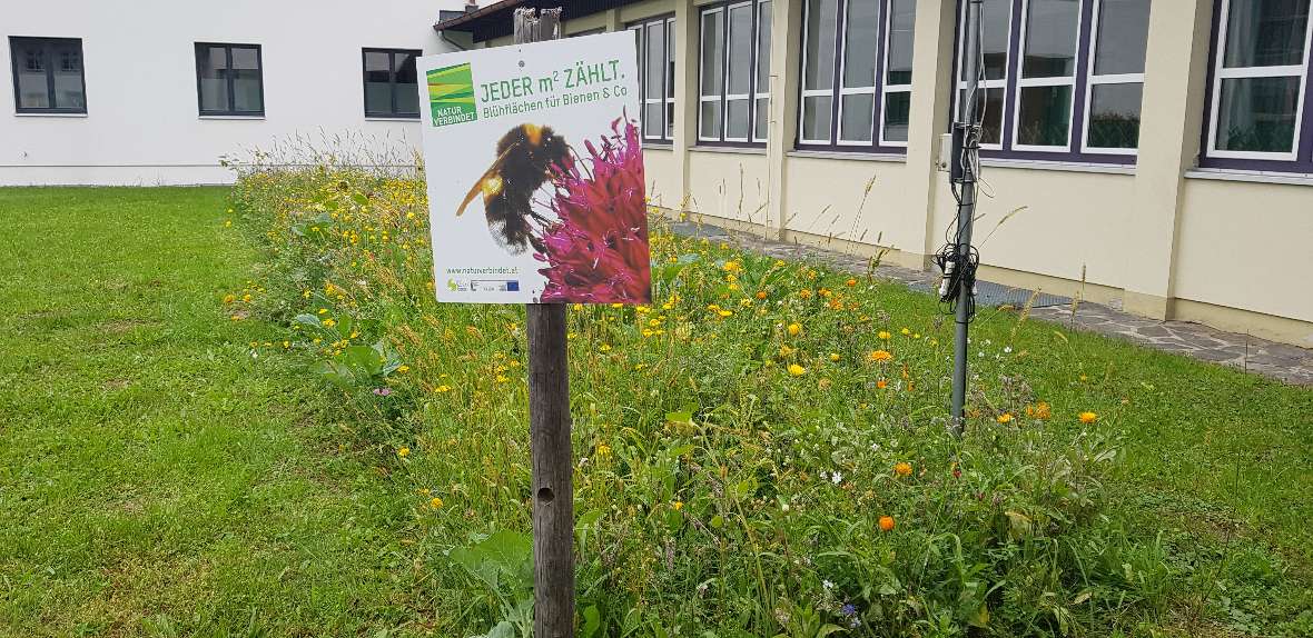 Der Blühstreifen in voller Blüte