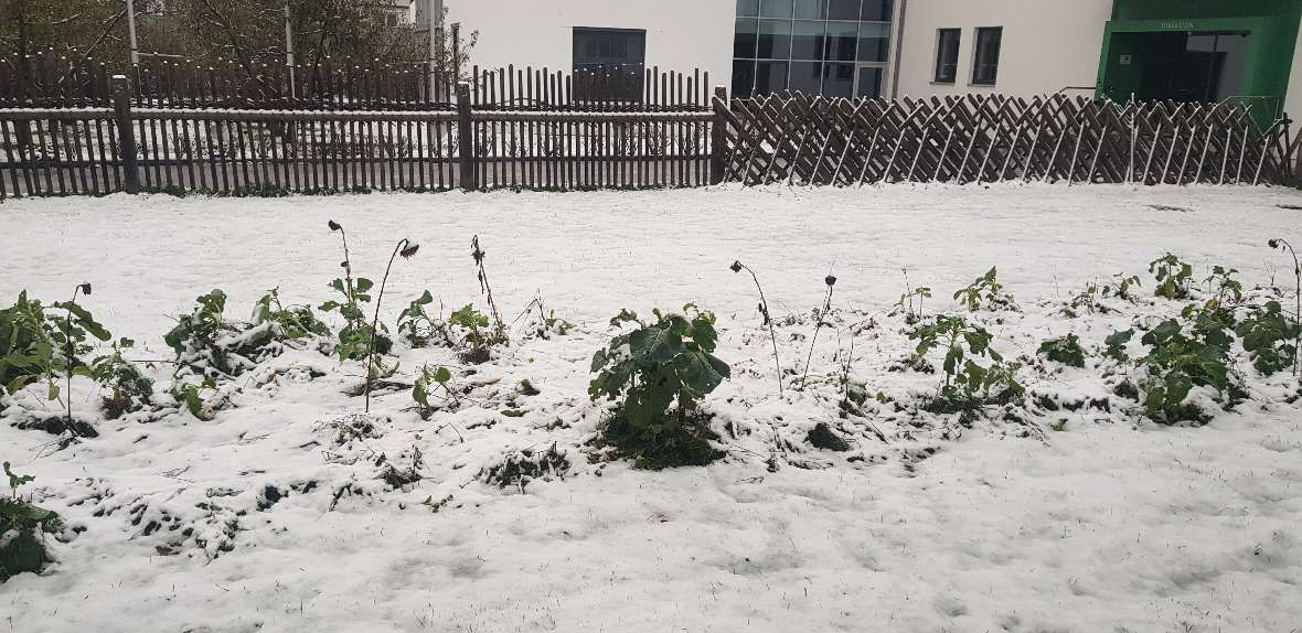 Blühstreifen unter einer weißen Schneedecke