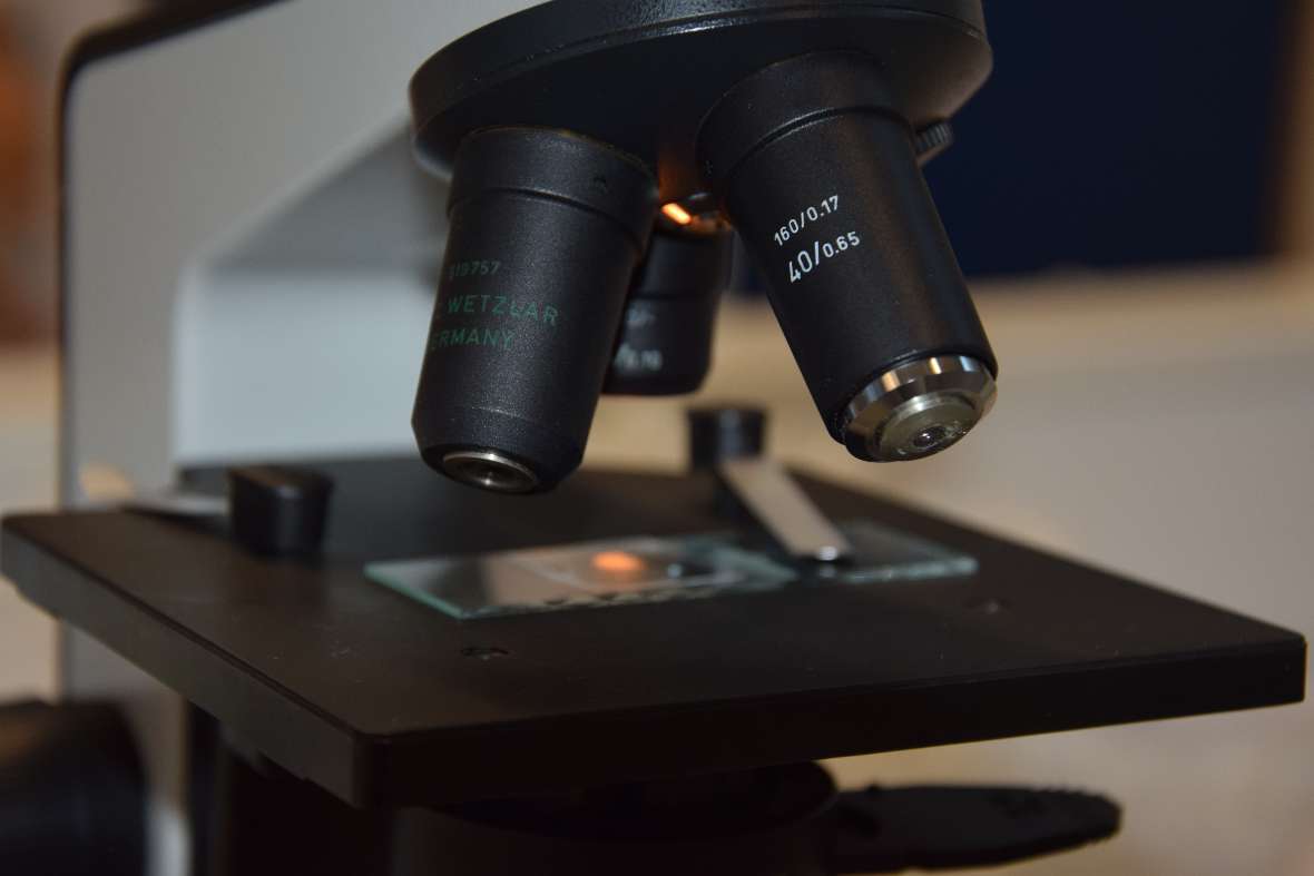 DNA-Isolation einer Tomate