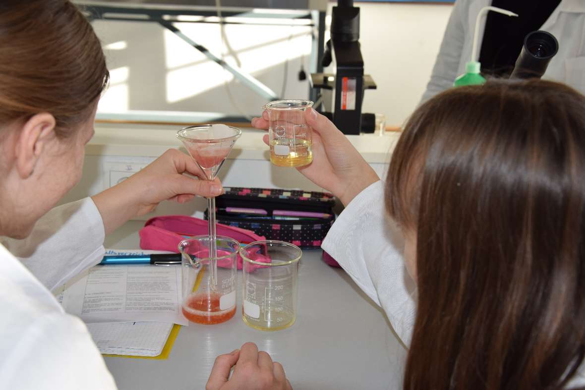 DNA-Isolation einer Tomate