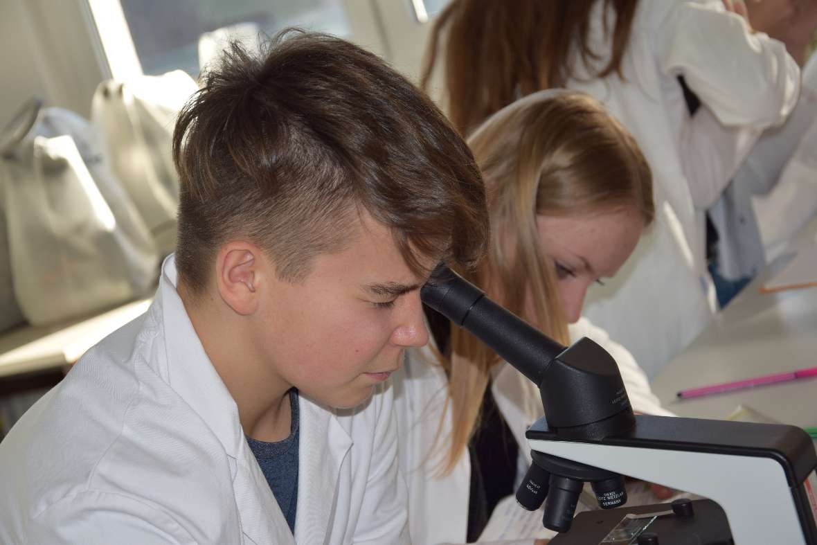 DNA-Isolation einer Tomate