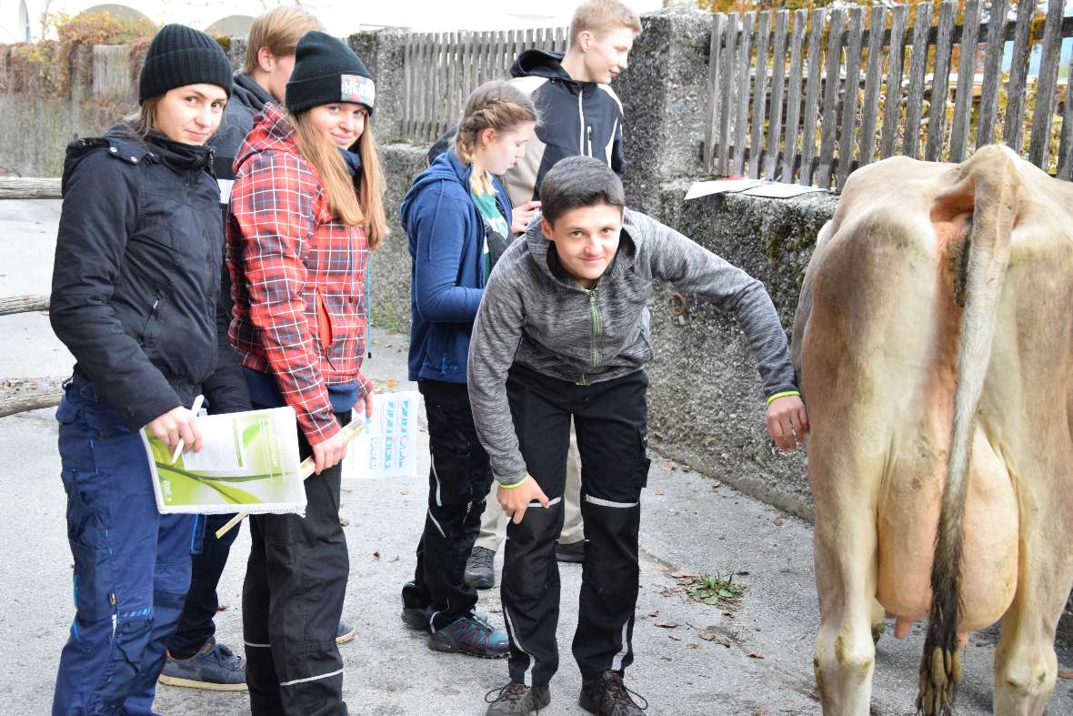 Exterieurbeurteilung