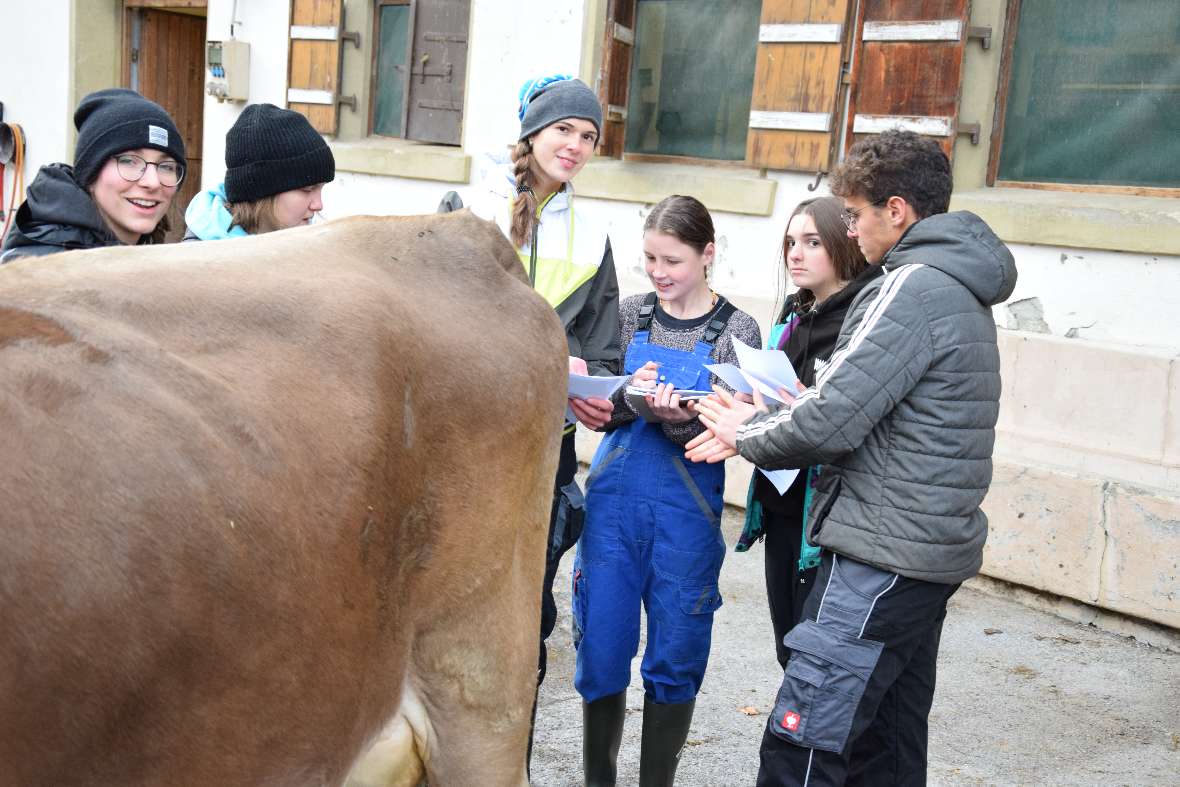 Exterieurbeurteilung