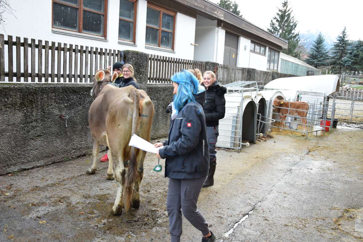 Exterieurbeurteilung