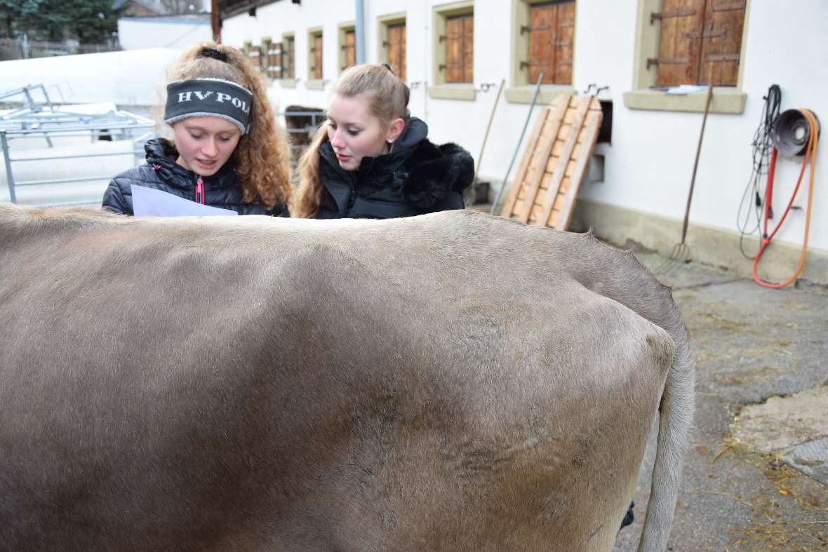 Exterieurbeurteilung