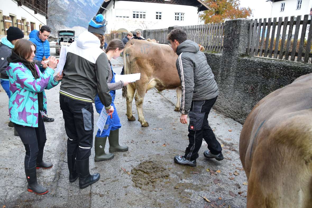 Exterieurbeurteilung