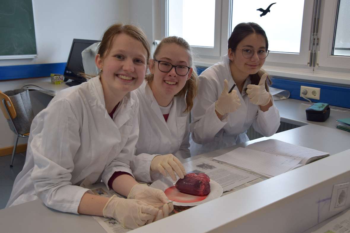 Schweineherz sezieren im Fach Angewandte Biologie