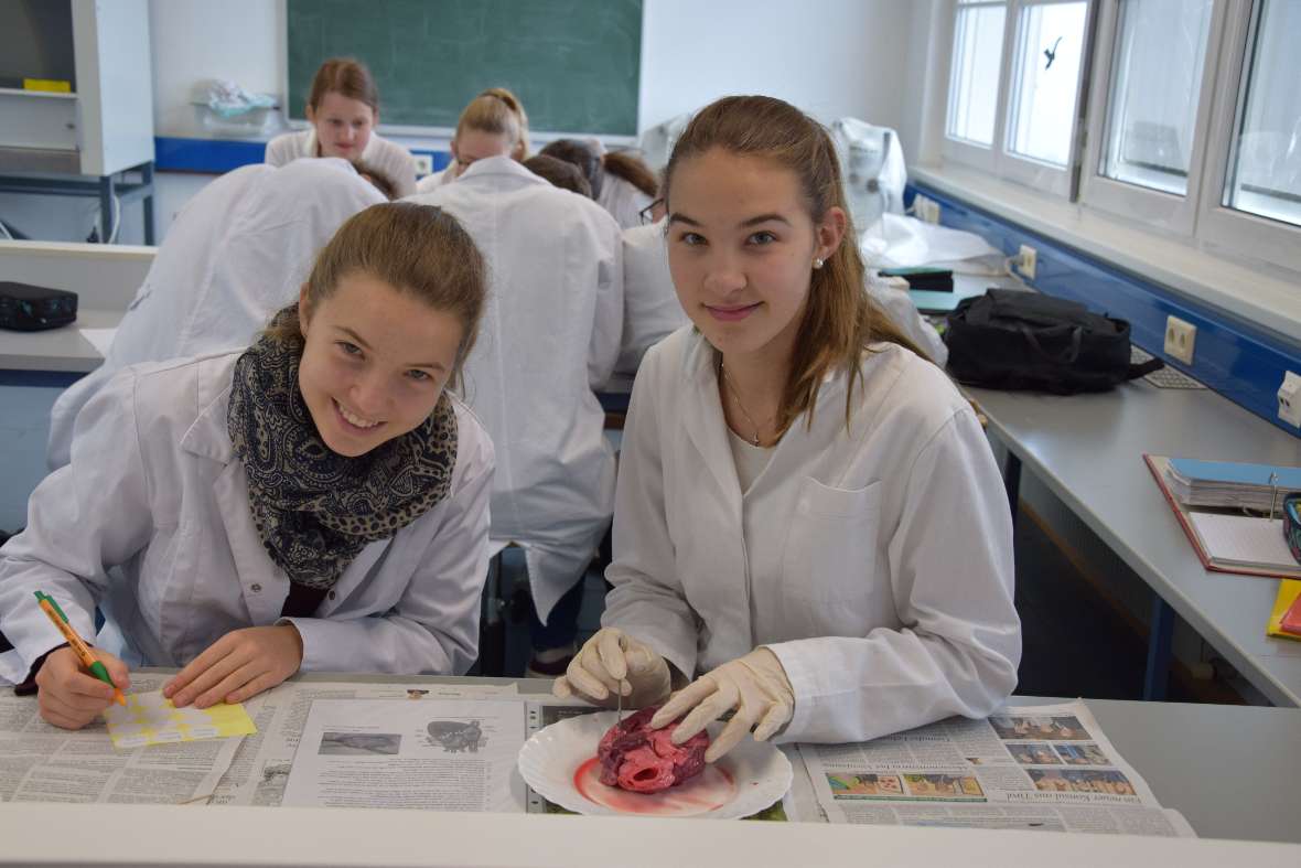 Schweineherz sezieren im Fach Angewandte Biologie