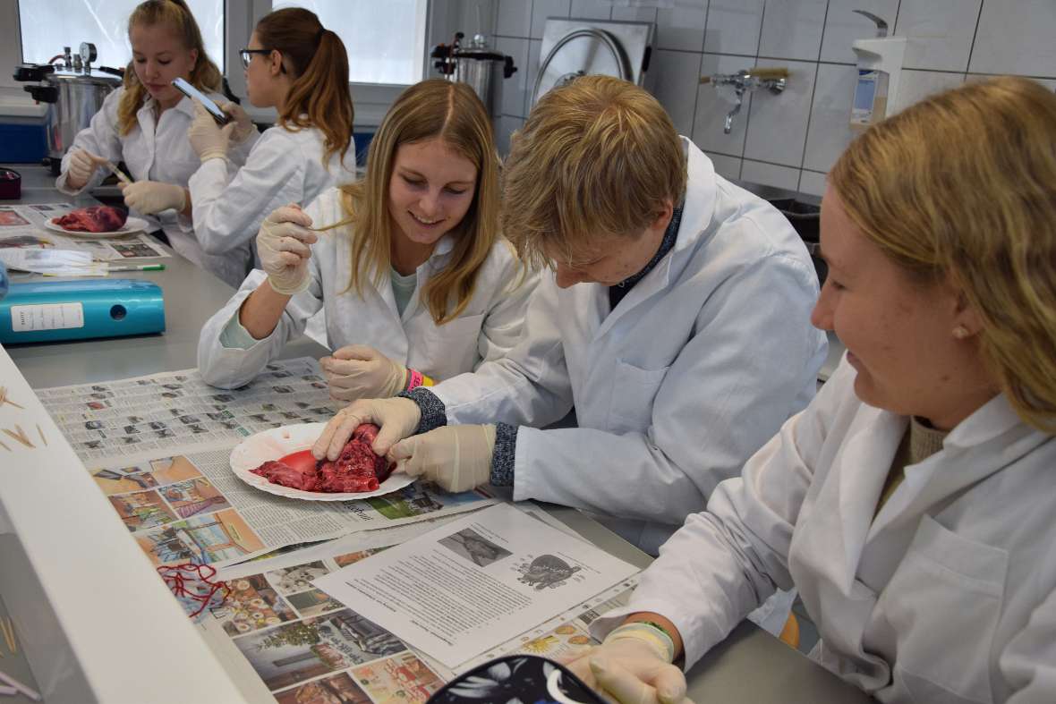 Schweineherz sezieren im Fach Angewandte Biologie