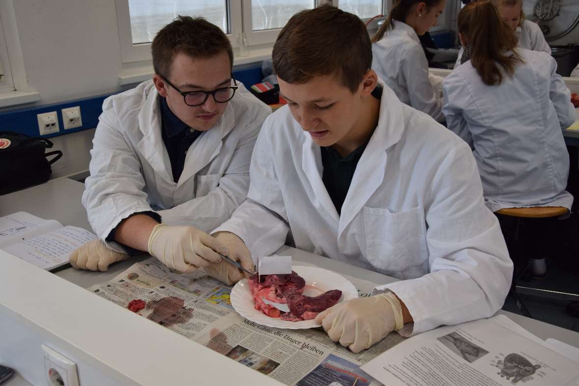 Schweineherz sezieren im Fach Angewandte Biologie