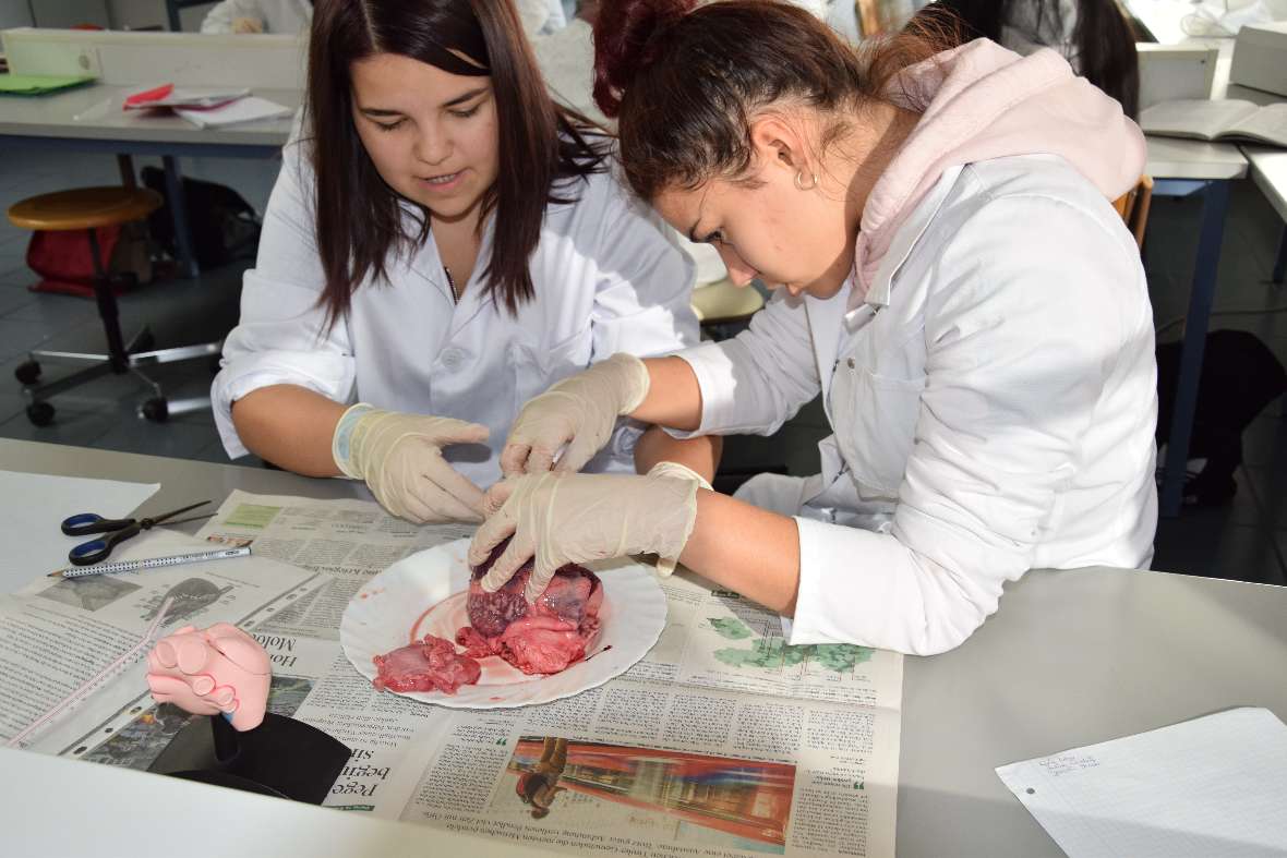 Schweineherz sezieren im Fach Angewandte Biologie