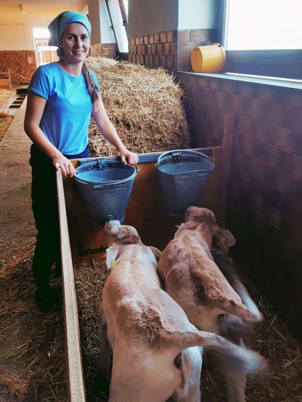 Elena Gruber beim Füttern der Kälber