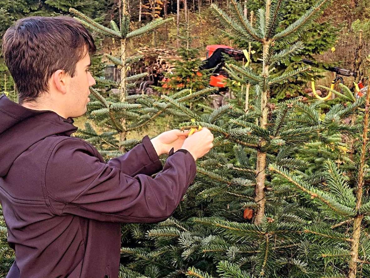 Christbaumkultur der LLA Rotholz