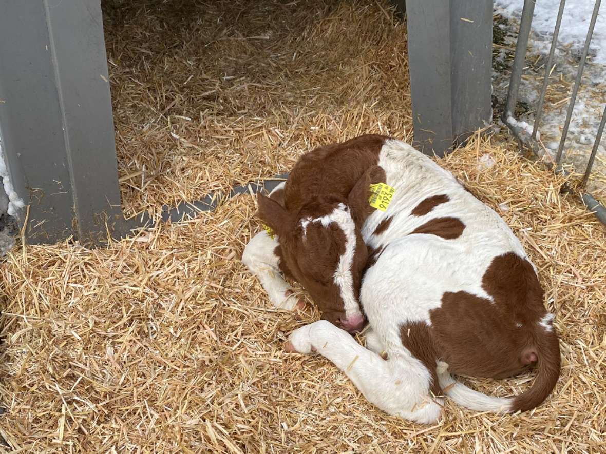 Rinderstall der Landeslehranstalt Rotholz mit unseren Schülerinnen